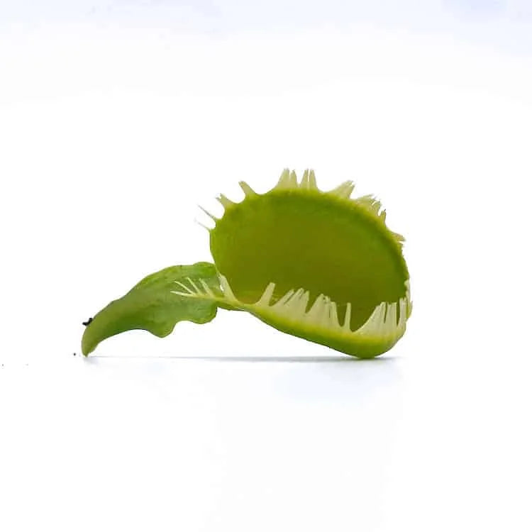 Dionaea muscipula „Triton“ 大森食虫植物農園