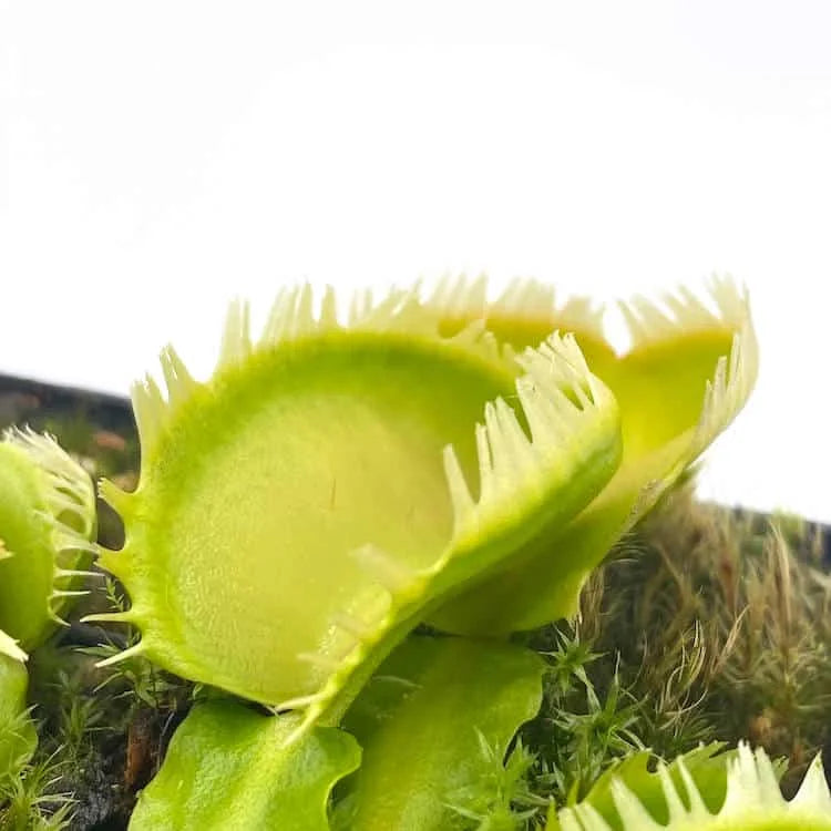 Dionaea muscipula “Triton“ 大森食虫植物農園