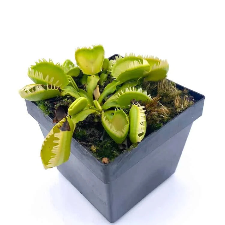 Dionaea muscipula „Triton“ 大森食虫植物農園