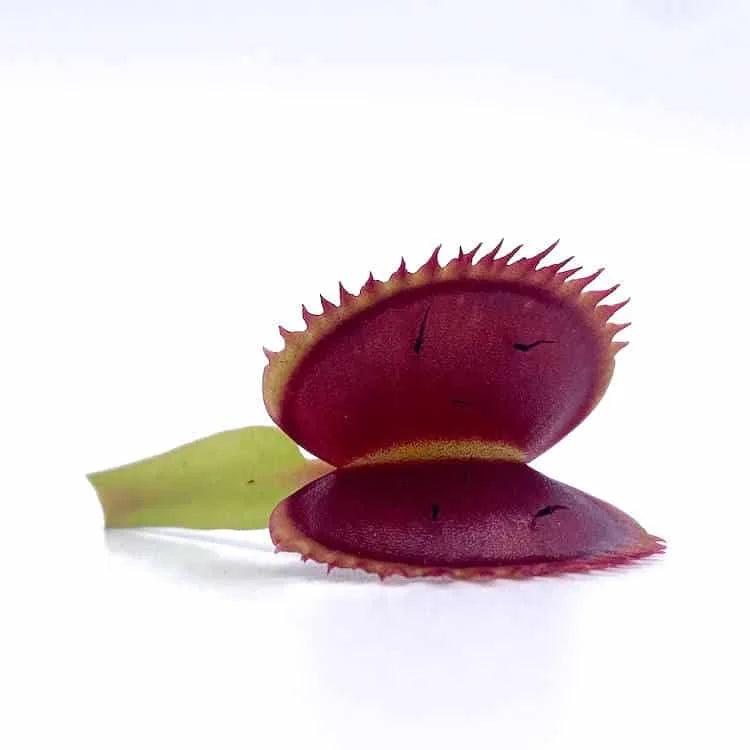 Dionaea muscipula „UK Sawtooth II“ 大森食虫植物農園
