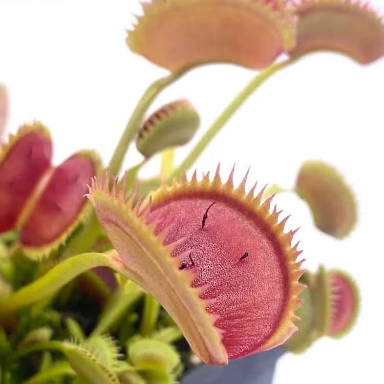 Dionaea muscipula „UK Sawtooth II“ 大森食虫植物農園