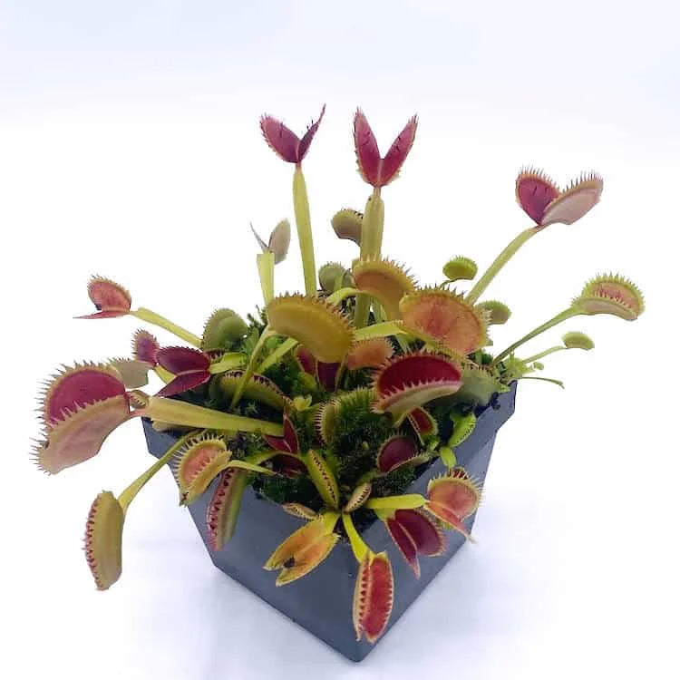 Dionaea muscipula „UK Sawtooth II“ 大森食虫植物農園