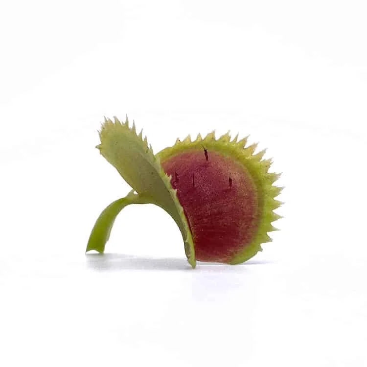 Dionaea muscipula “UK Sawtooth I“ 大森食虫植物農園