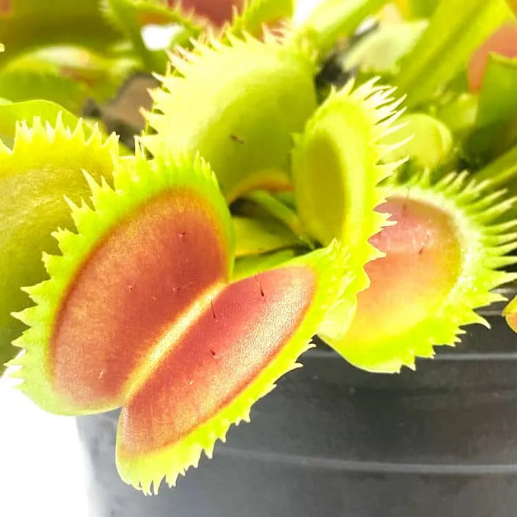Dionaea muscipula „UK Sawtooth I“ 大森食虫植物農園