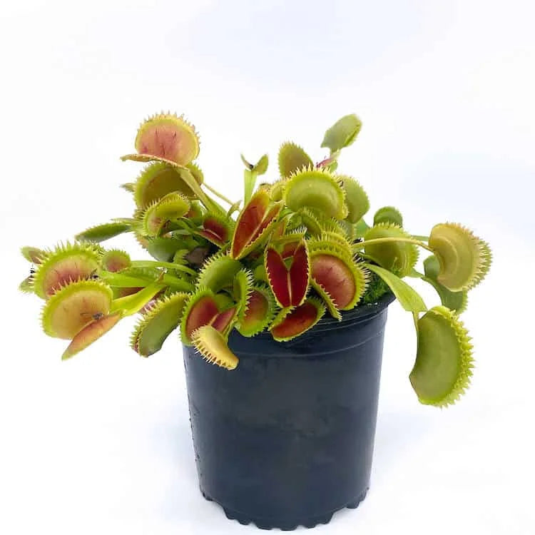 Dionaea muscipula „UK Sawtooth I“ 大森食虫植物農園