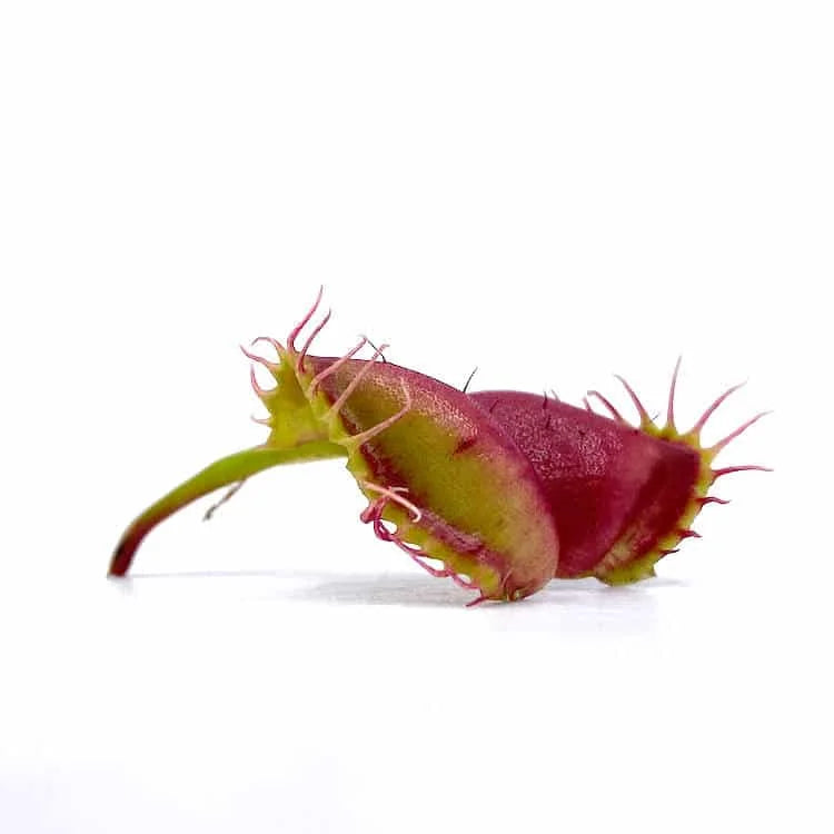 Dionaea muscipula „Umgekrempelt“ 大森食虫植物農園