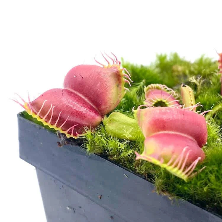 Dionaea muscipula “Umgekrempelt“ 大森食虫植物農園