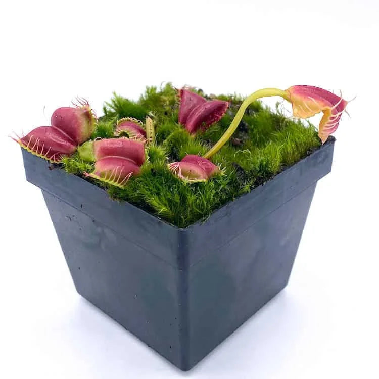 Dionaea muscipula „Umgekrempelt“ 大森食虫植物農園