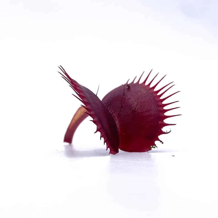 Dionaea muscipula „Unspotty“ 大森食虫植物農園
