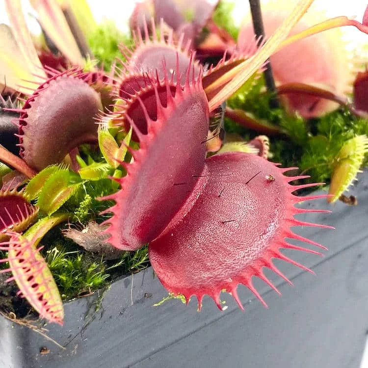 Dionaea muscipula „Unspotty“ 大森食虫植物農園