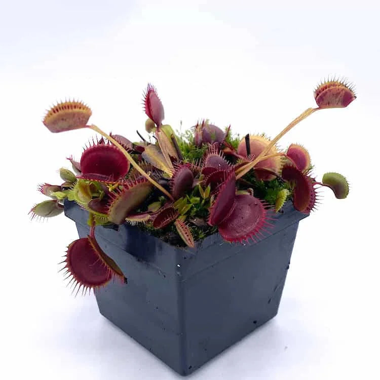 Dionaea muscipula “Unspotty“ 大森食虫植物農園