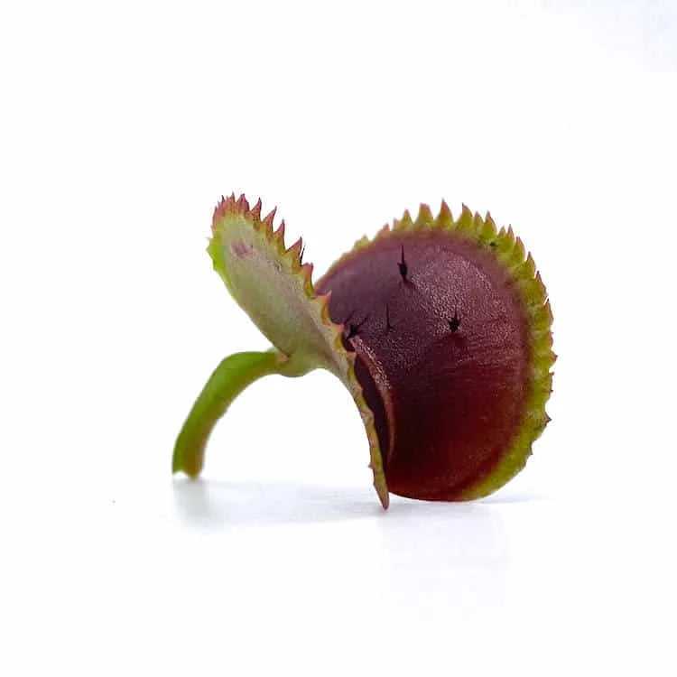 Dionaea muscipula „Vitiglio“ 大森食虫植物農園
