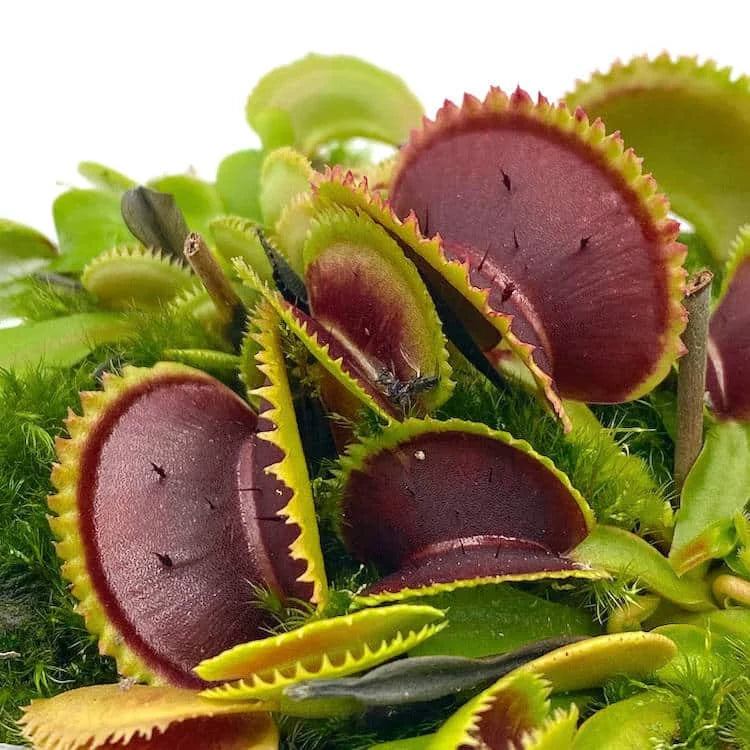 Dionaea muscipula „Vitiglio“ 大森食虫植物農園