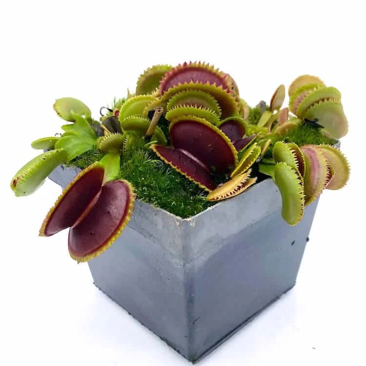 Dionaea muscipula “Vitiglio“ 大森食虫植物農園
