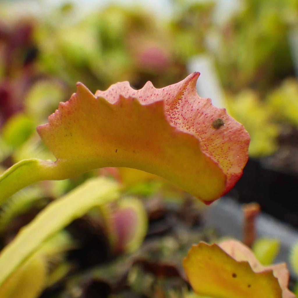 Dionaea muscipula „Wacky Trap“ 大森食虫植物農園