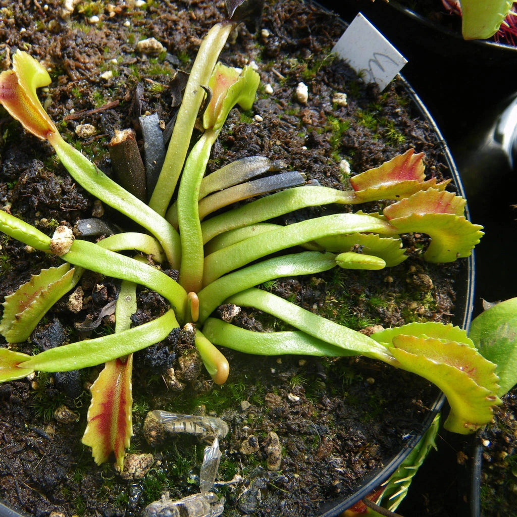 Dionaea muscipula „Wacky Trap“ 大森食虫植物農園