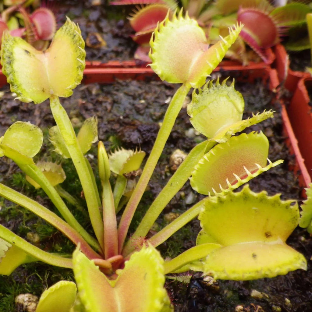 Dionaea muscipula „Werewolf“ 大森食虫植物農園