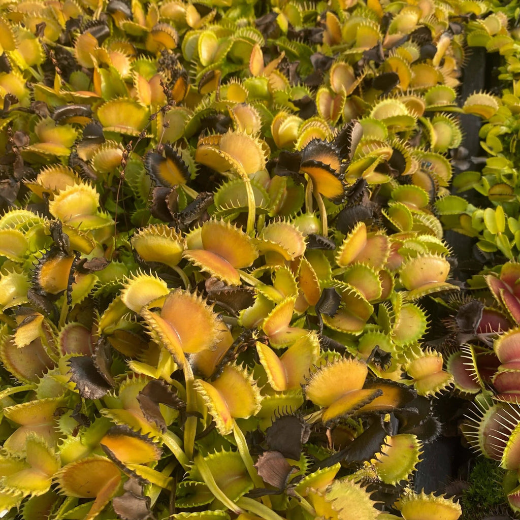 Dionaea muscipula „Werewolf“ 大森食虫植物農園