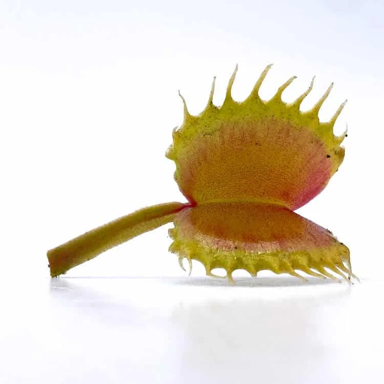 Dionaea muscipula “Werewolf x Werewolf“ 大森食虫植物農園