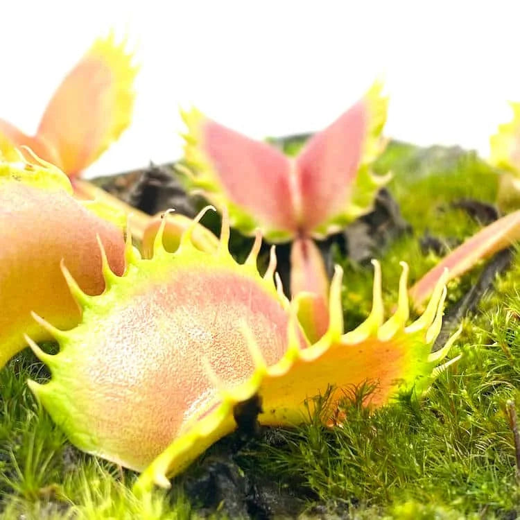 Dionaea muscipula „Werewolf x Werewolf“ 大森食虫植物農園