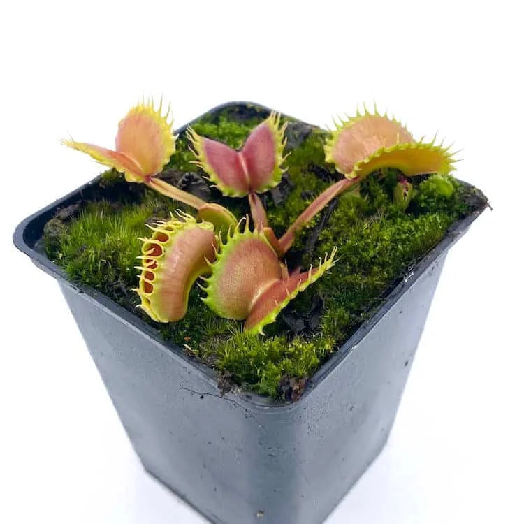 Dionaea muscipula „Werewolf x Werewolf“ 大森食虫植物農園