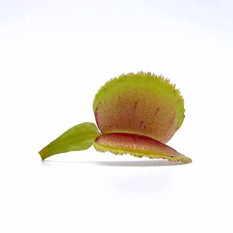 Dionaea muscipula „Whale“ 大森食虫植物農園