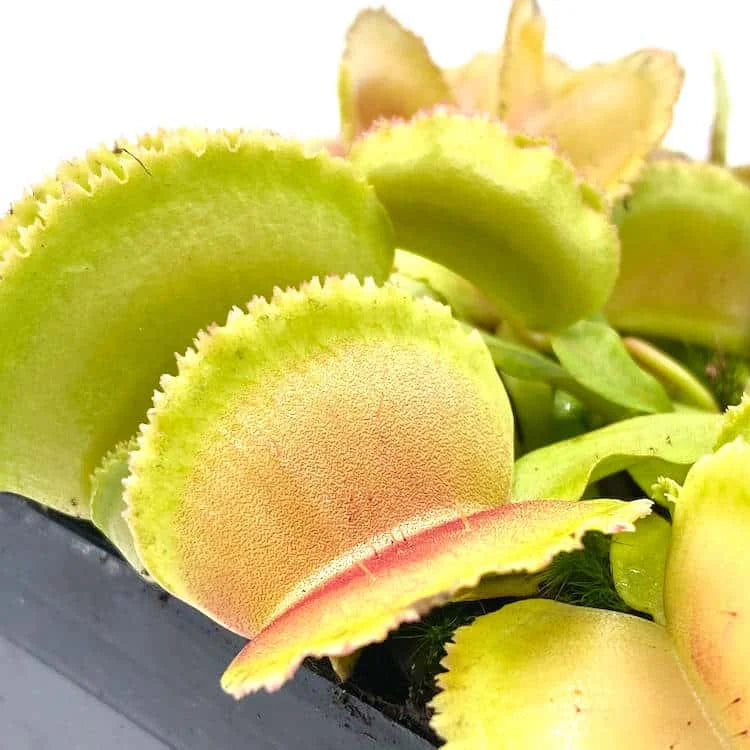 Dionaea muscipula „Whale“ 大森食虫植物農園