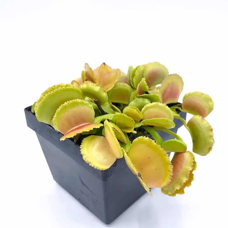 Dionaea muscipula „Whale“ 大森食虫植物農園