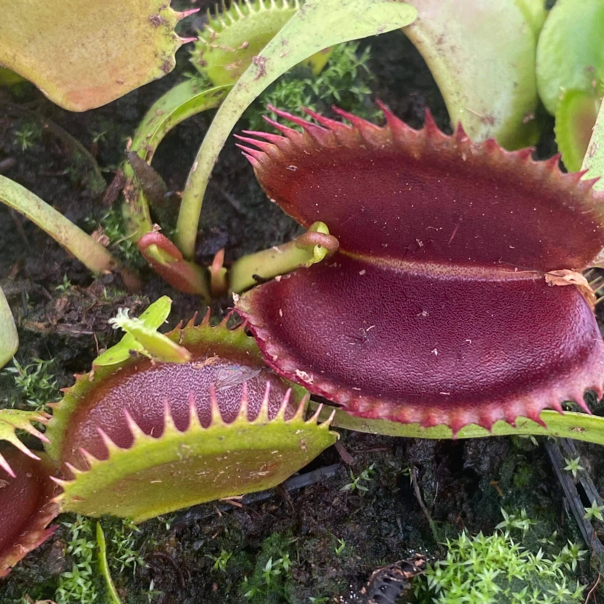Dionaea muscipula „Wine Mouth“ 大森食虫植物農園