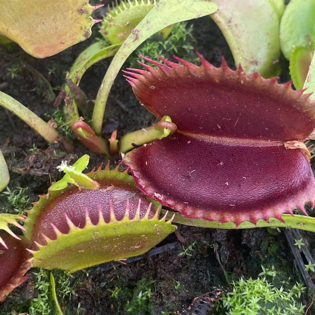 Dionaea muscipula “Wine Mouth“ 大森食虫植物農園