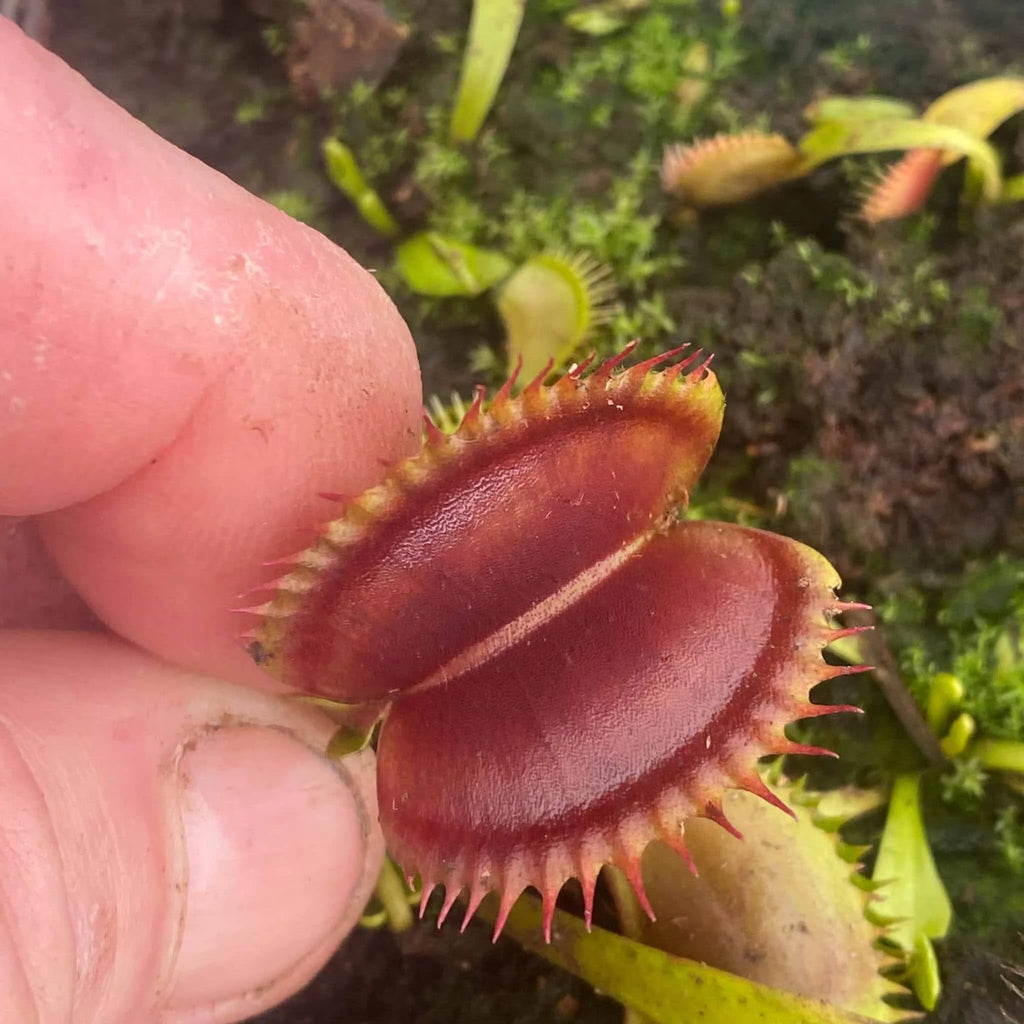 Dionaea muscipula „Wine Mouth“ 大森食虫植物農園
