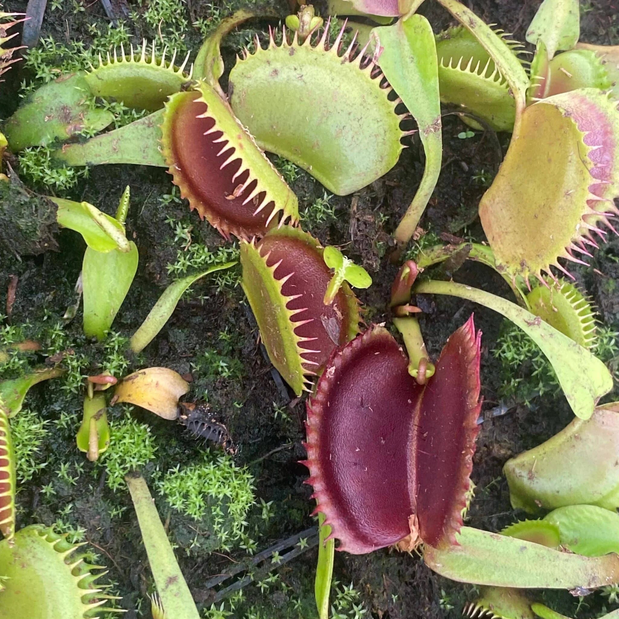 Dionaea muscipula „Wine Mouth“ 大森食虫植物農園