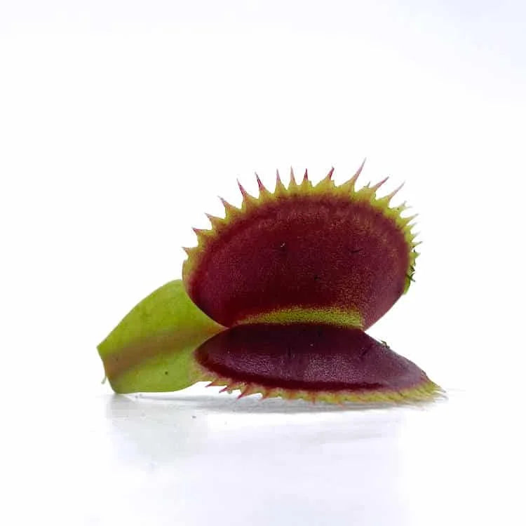 Dionaea muscipula „X1 Carnipedia“ 大森食虫植物農園