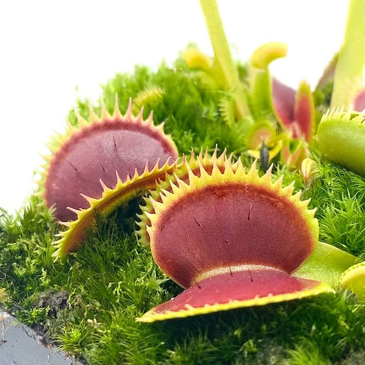 Dionaea muscipula „X1 Carnipedia“ 大森食虫植物農園