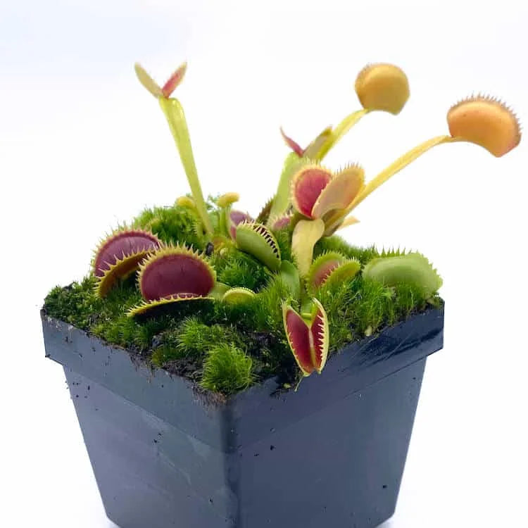 Dionaea muscipula „X1 Carnipedia“ 大森食虫植物農園