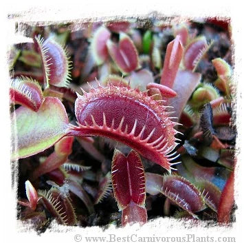Dionaea muscipula (all red-short tooth): Clone BCP 16-02 [BCP ID# 16-02] / 2株の苗, 1-3 cm 大森食虫植物農園