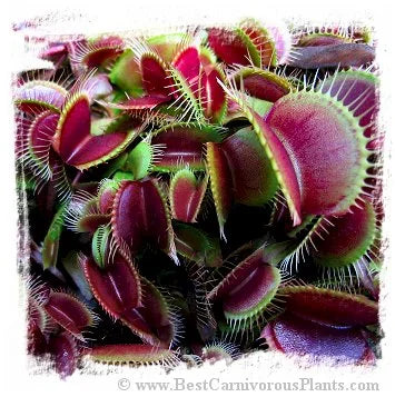 Dionaea muscipula (all red forms): Clone A32-02 / 2株の苗, 2-5 cm 大森食虫植物農園