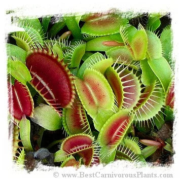 Dionaea muscipula (giant): Clone BCP 05-17 [BCP ID# 05-17] / 2株の苗, 1-3 cm 大森食虫植物農園
