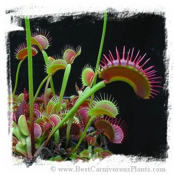 Dionaea muscipula (giant forms): Clone Z02 [BCP ID# 2079] / 2株の苗, 3-6 cm 大森食虫植物農園