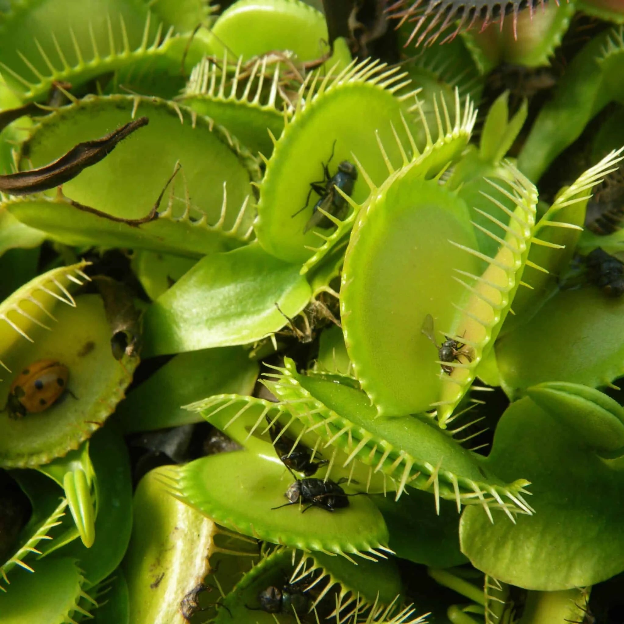 Dionaea muscipula var. heterophylla, flat gr. 大森食虫植物農園
