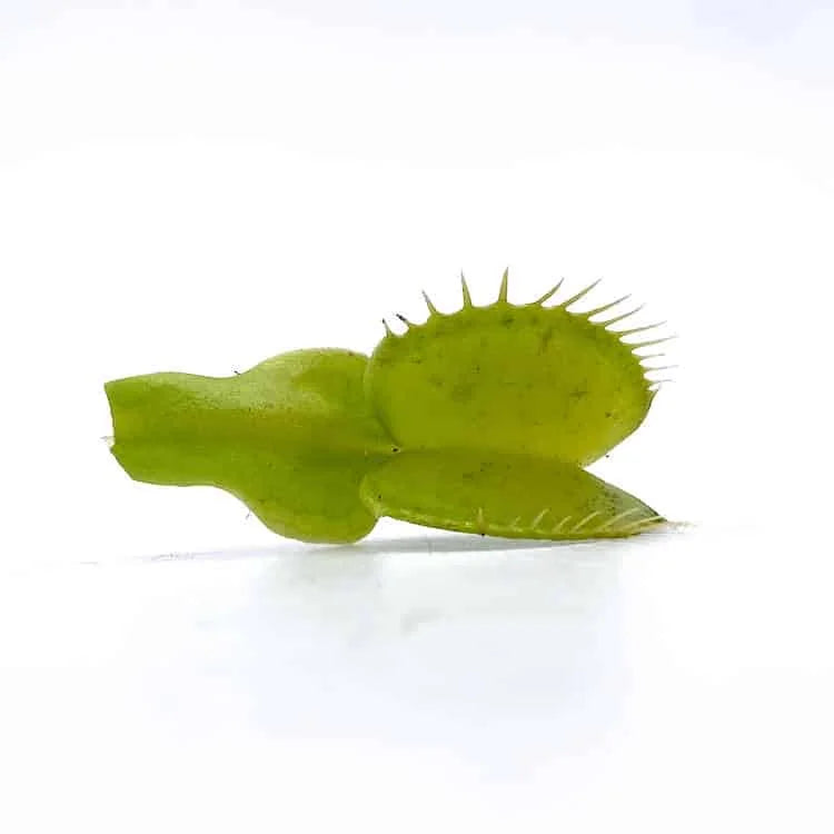 Dionaea muscipula var. heterophylla, upright gr. 大森食虫植物農園