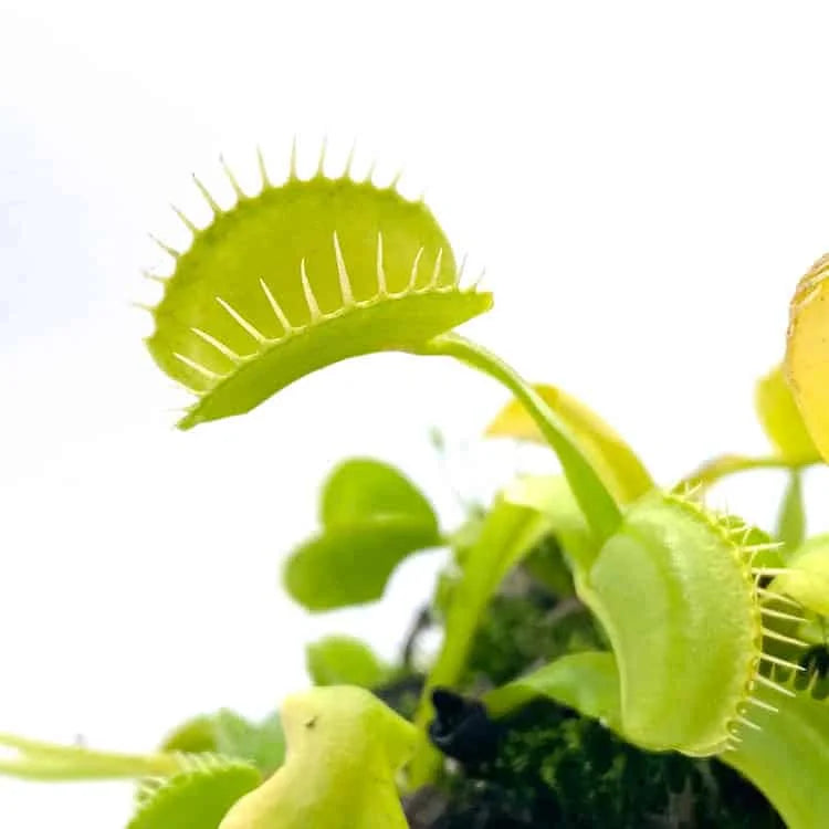 Dionaea muscipula var. heterophylla, upright gr. 大森食虫植物農園