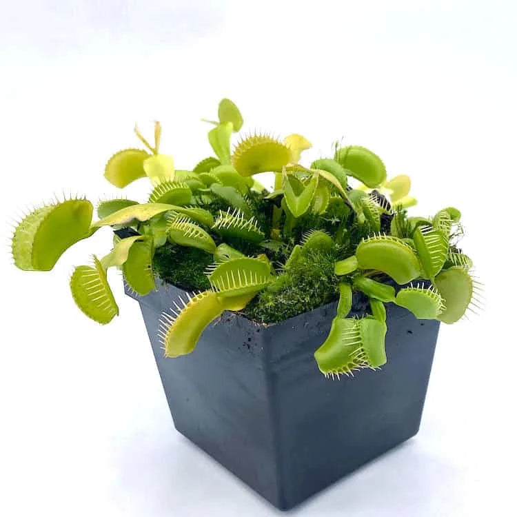 Dionaea muscipula var. heterophylla, upright gr. 大森食虫植物農園