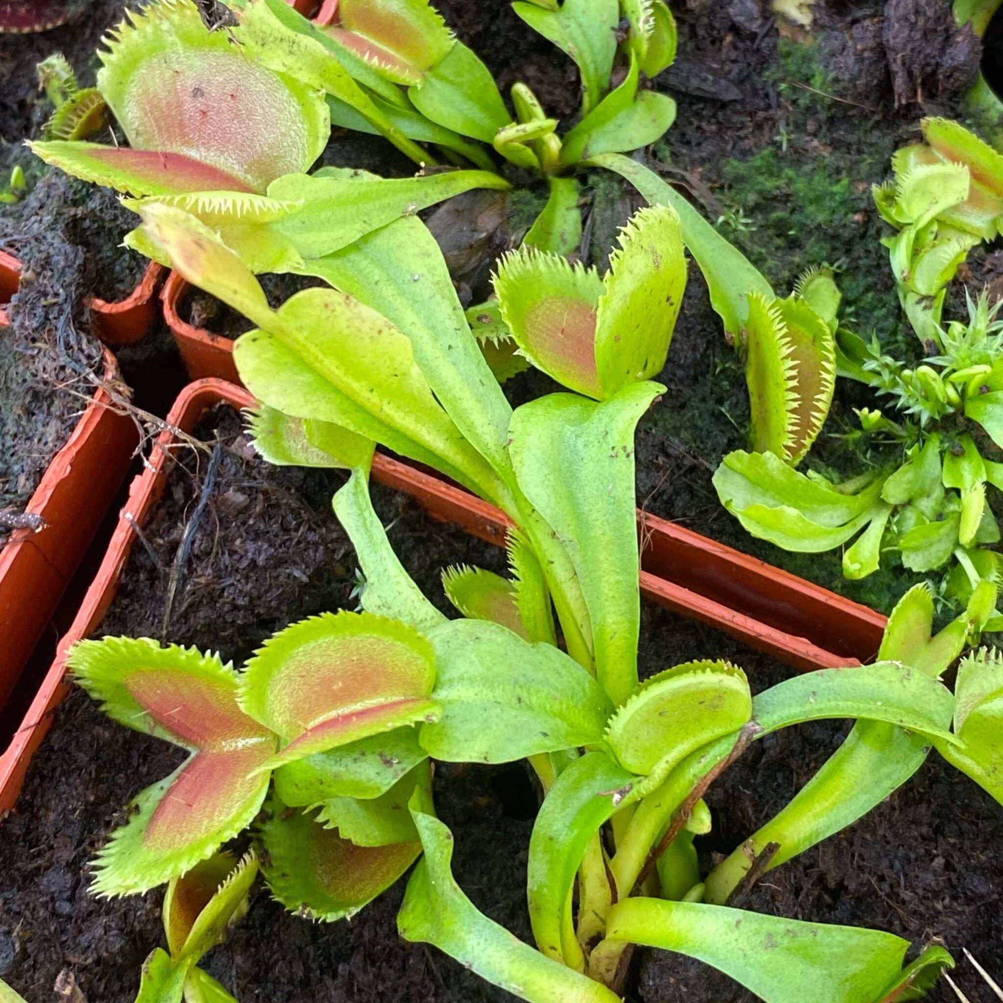 Dionaea musipula „Lunatic Fringe“ 大森食虫植物農園