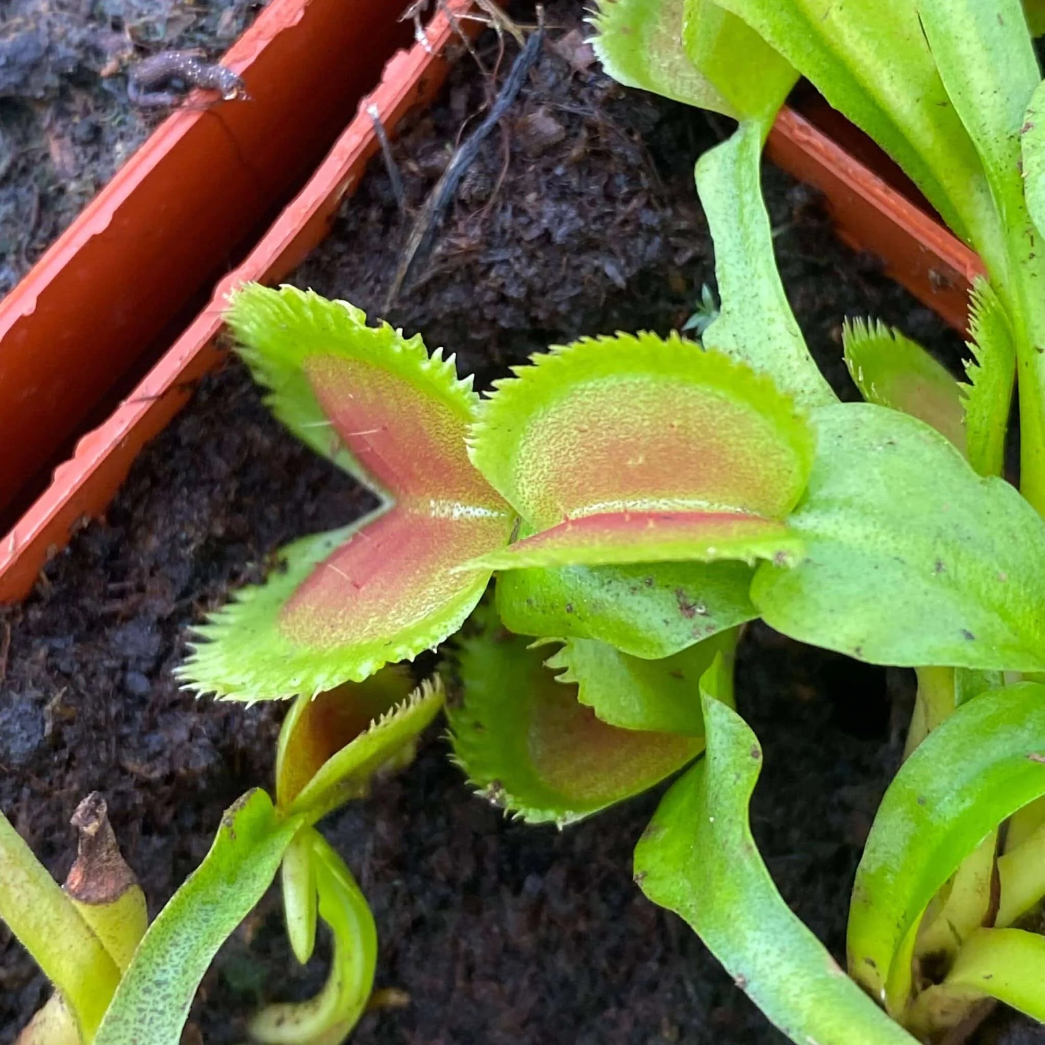 Dionaea musipula „Lunatic Fringe“ 大森食虫植物農園