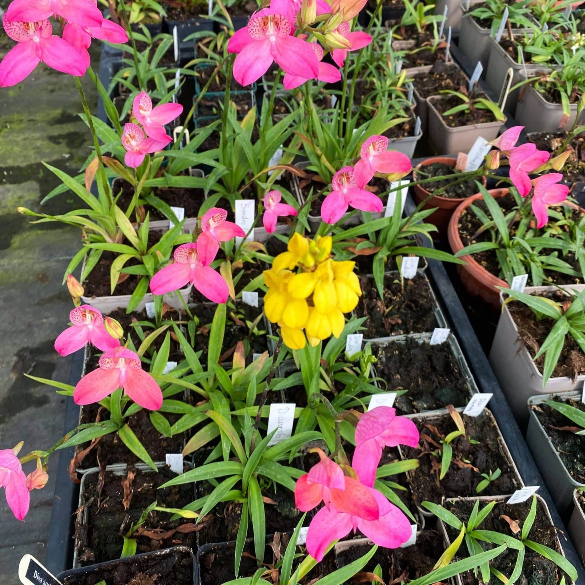 Disa aurata 大森食虫植物農園