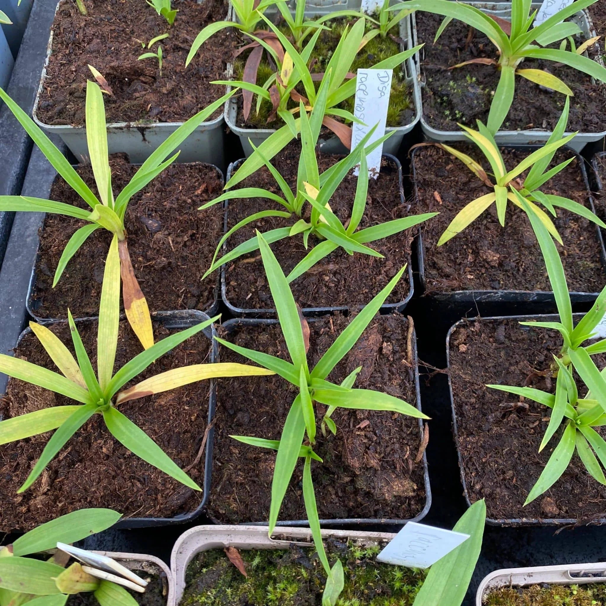 Disa racemosa x aurata 大森食虫植物農園