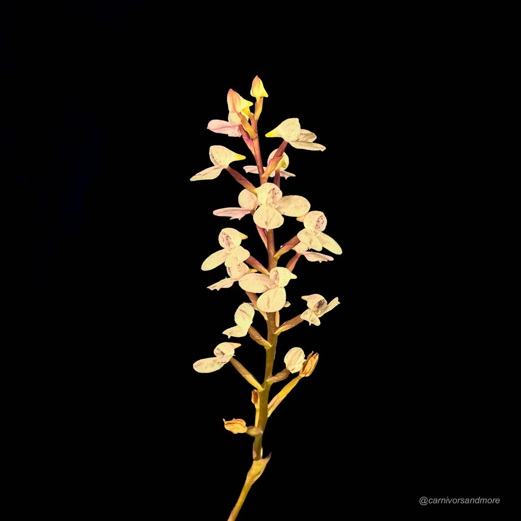 Disa tripetaloides Clone Nr. 1 大森食虫植物農園