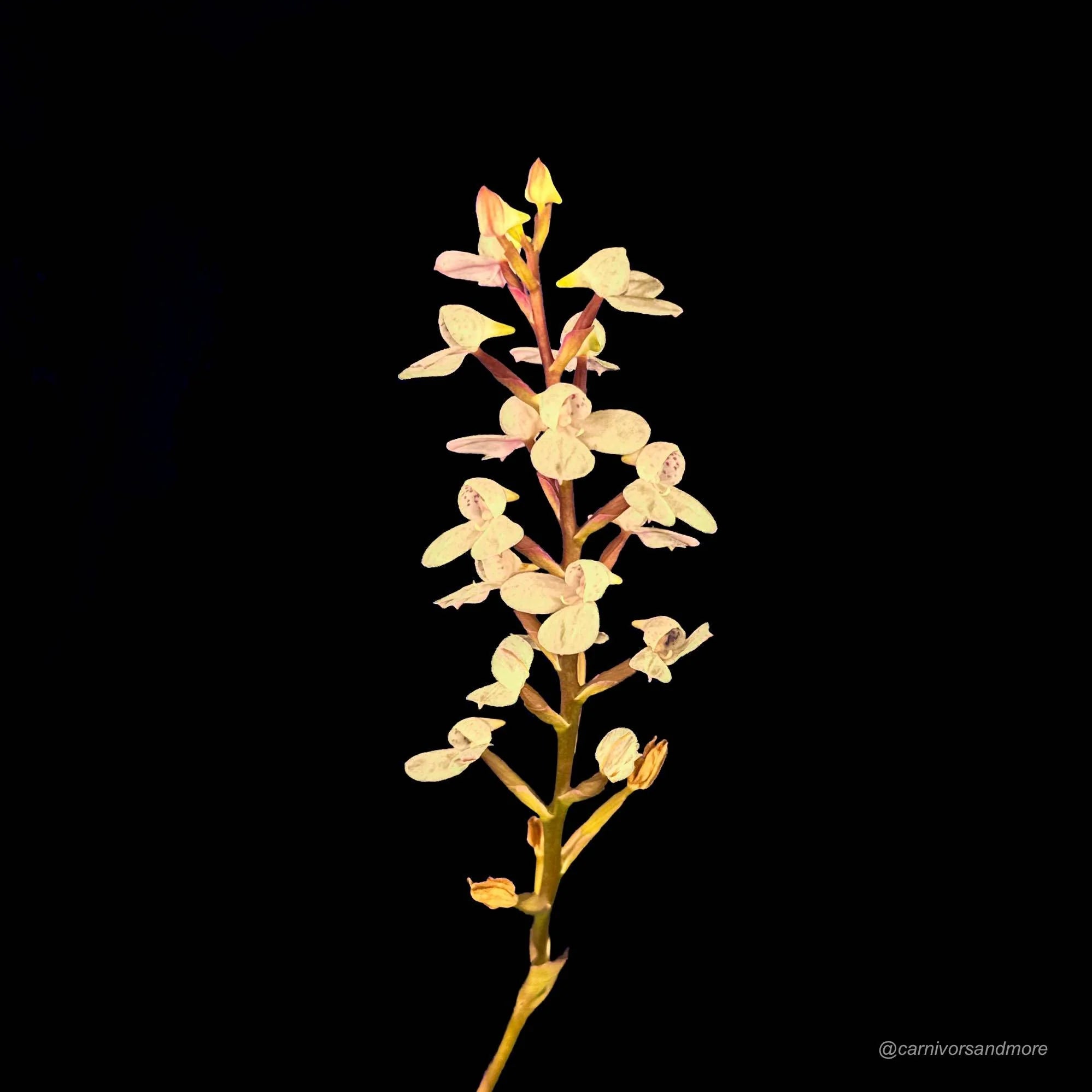 Disa tripetaloides Clone Nr. 1 大森食虫植物農園