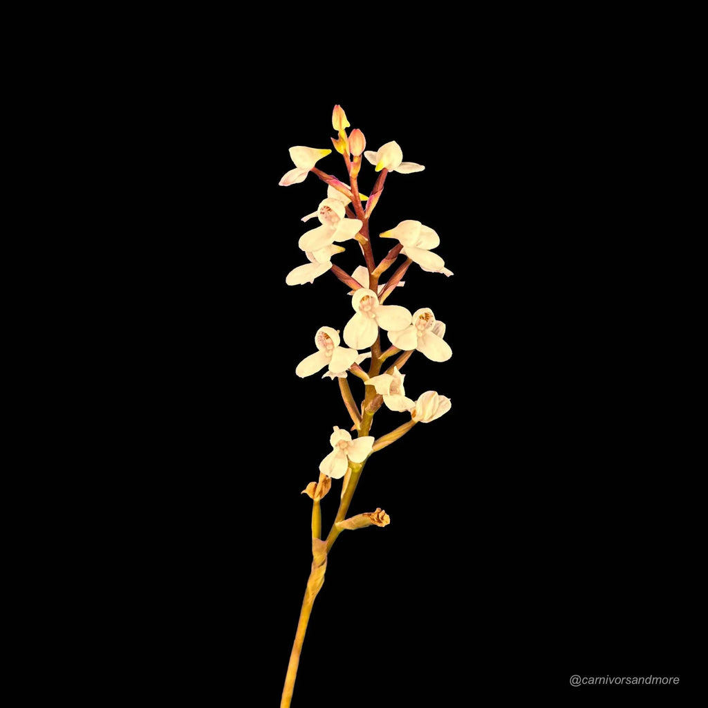 Disa tripetaloides Clone Nr. 1 大森食虫植物農園